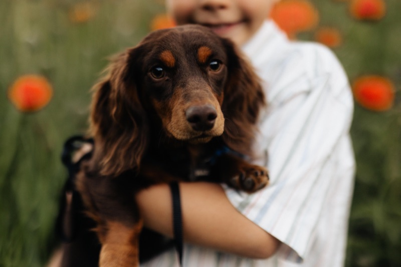 Max the dachshund